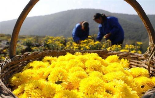 野菊花能直接泡水喝吗