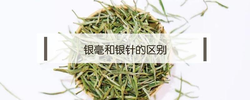 银毫和银针的区别 银针和普通针有区别吗