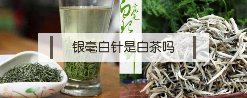 毛尖和白针银毫是一种茶吗（白茶白毫银针茶的特点）