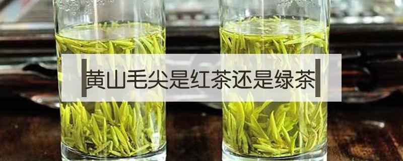 黄山毛尖是红茶还是绿茶 黄山毛峰茶是绿茶还是红茶