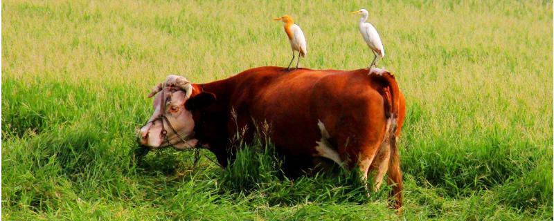 养牛最大的难处是什么 养牛最大的难处是什么沪