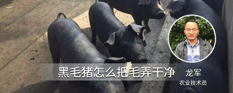 黑毛猪怎么把毛弄干净（黑毛猪皮子里的毛去不干净）