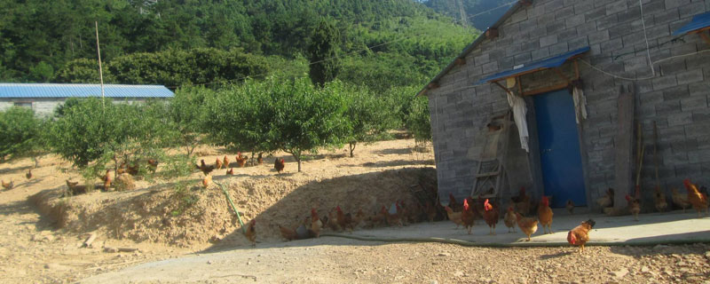 养鸡场能不能建在村庄（在村里建养鸡场合法吗）