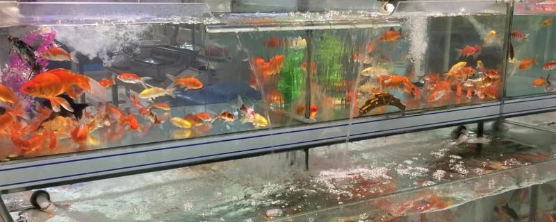 为什么养七条鲤鱼（养了十七条锦鲤鱼）