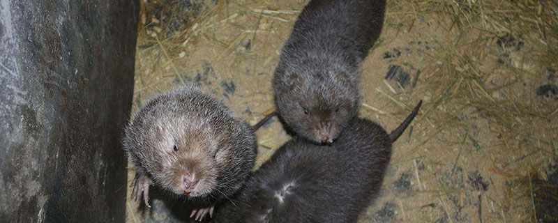 竹鼠怎么养殖才繁殖得快（竹鼠怎么养殖才繁殖得快些）