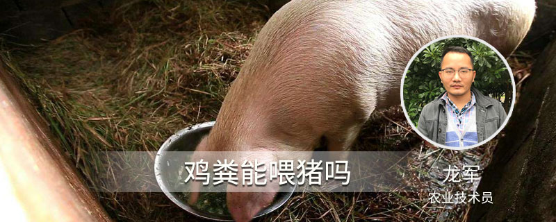 鸡粪能喂猪吗（鸡粪能养猪吗）