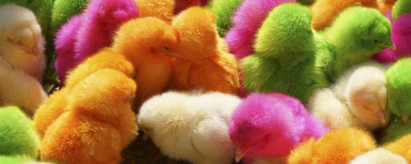 彩色的小鸡是什么弄出来的，雏鸡的生理特点