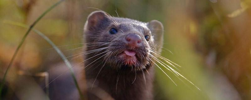 水貂长什么样，水貂和貂皮的区别（水貂好吗跟貂皮的差别）