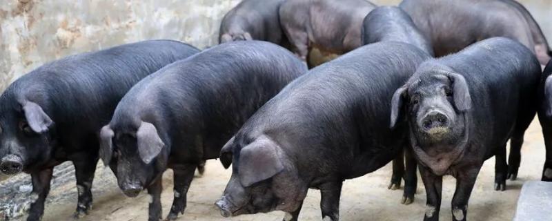内江黑猪简介（四川内江黑猪）