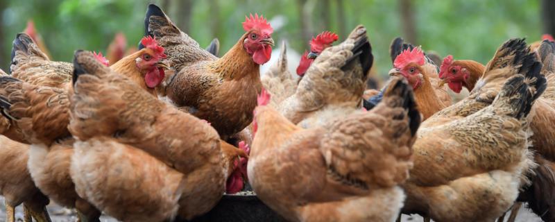 养殖业的优势和劣势，养殖业属于第几产业