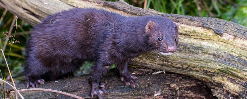 水貂和貂皮的区别，水貂是什么动物（水貂和貂皮的区别,水貂是什么动物）