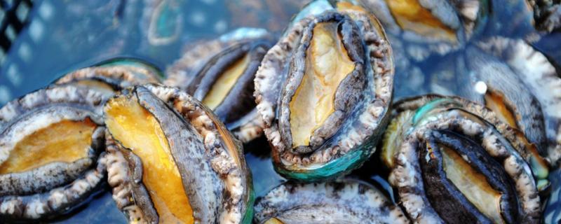 鲍鱼吃什么长大的，如何分辨死活 鲍鱼吃什么饲料