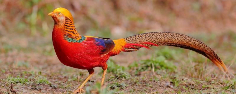 锦鸡的特点，以什么为食（锦鸡有几种）