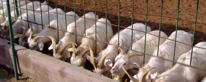 豆腐渣喂母羊有害吗，喂多少为宜（豆腐渣喂母羊有害吗,喂多少为宜呢）