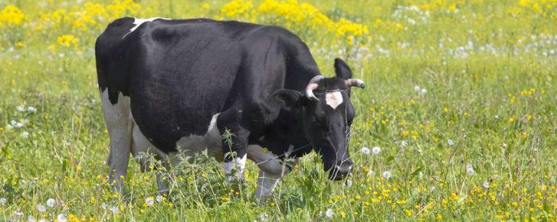 母牛临产前几天的征兆全面的介绍，临产前多久涨奶