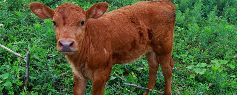 新生牛犊站不起来什么原因 新生牛犊站不起来是怎么回事