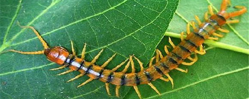 蜈蚣俗名叫什么（蜈蚣也叫什么名字）