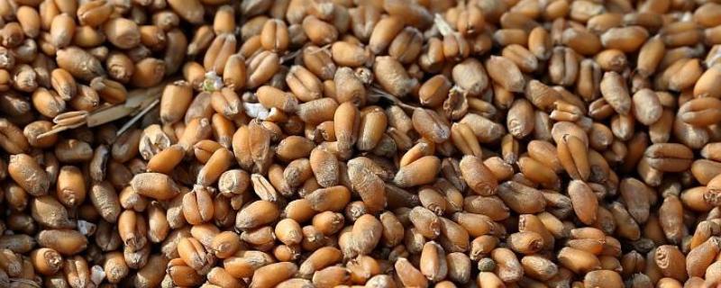 小麦粒可以直接喂羊吗,效果怎么样（小麦颗粒可以喂羊吗）