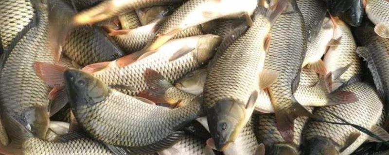 鲤鱼有多少品种，有公母之分吗 鲤鱼分几种品种