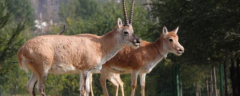 一只藏羚羊高约多少（现有多少只藏羚羊）