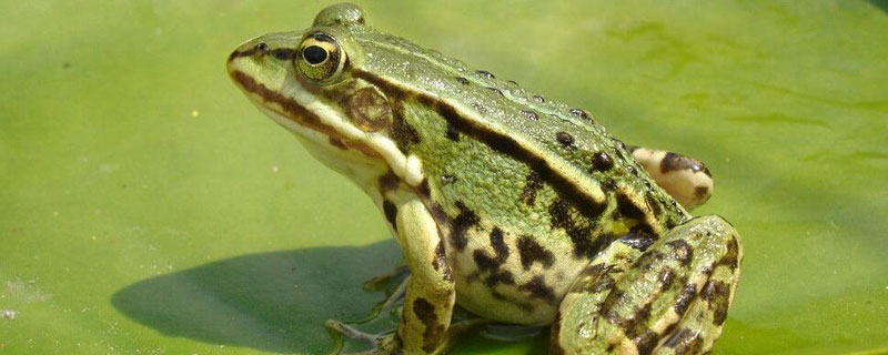 养殖青蛙不办手续后果（自己养青蛙合不合法）