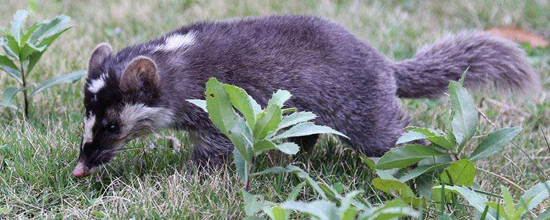 果子狸和山猫区别 山狸子与猫区别