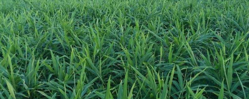 复种是什么意思，复种的条件（单种和复种）