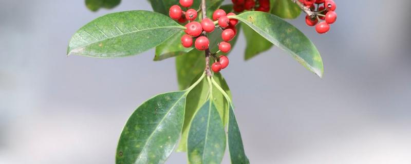 冬青种植方法，是树木还是花草（冬青种植方法,是树木还是花草好）