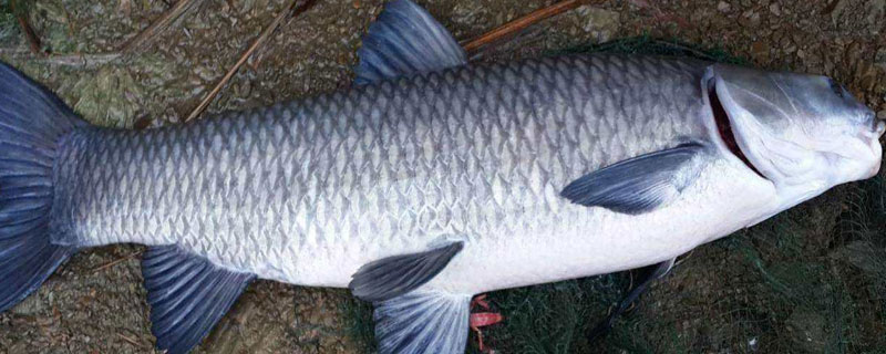 青鱼头里面的石头叫什么（青鱼头里的石头是什么）