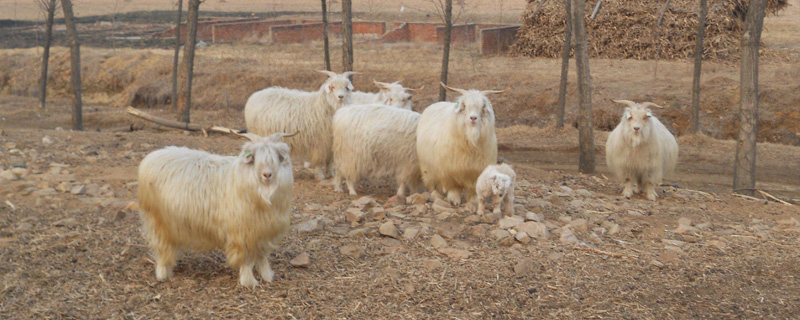 羊羔开口料配方（羊羔开口料怎么配）