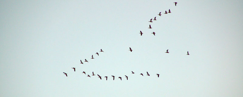 大雁飞行的时候什么队形什么次序（大雁飞的时候是什么队形）