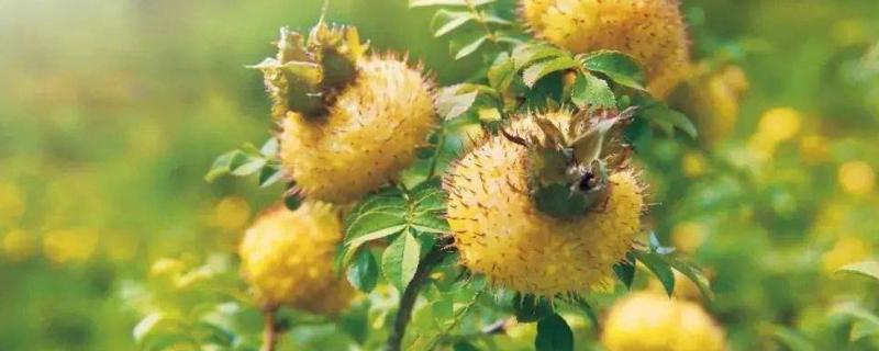 刺梨几年挂果，刺梨的繁殖方法（刺梨的种植管理方法修剪）