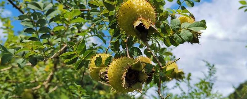 刺梨产地在哪里，是水果吗 刺梨子的产地主要在哪里