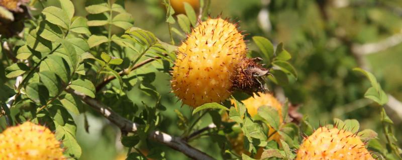 刺梨是什么，附种植方法（刺梨树怎么种植技术）