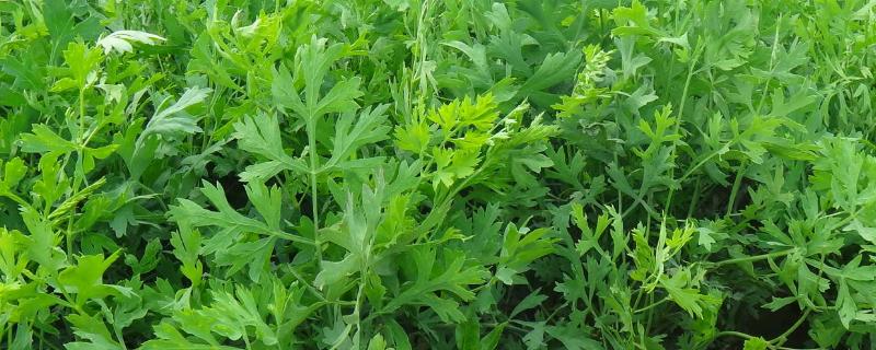 什么药材一年一收 种植什么药材一年一收