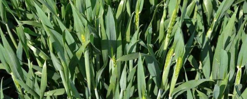 小麦11月种晚不晚，种小麦的步骤（十一月份种小麦会不会影响产量）