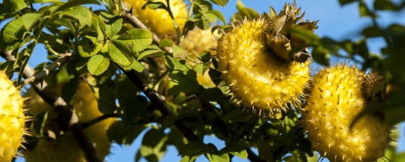 刺梨是哪里的特产，是金樱子吗 刺梨就是金樱子吗