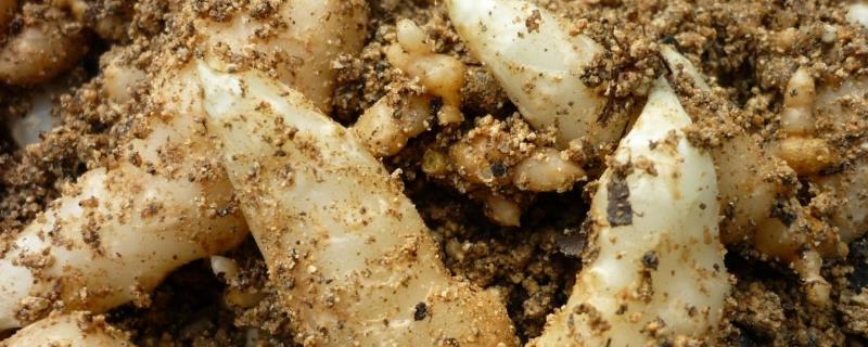 种药材一年一收的有几种（一年收药材有哪些）