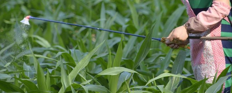 农药利用率，农药残留期一般是多久 农药的残留期是多久