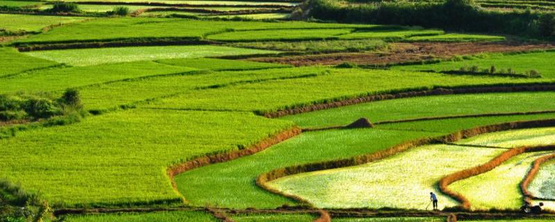 高标准农田建设的内容，高标准农田建设的目的和意义