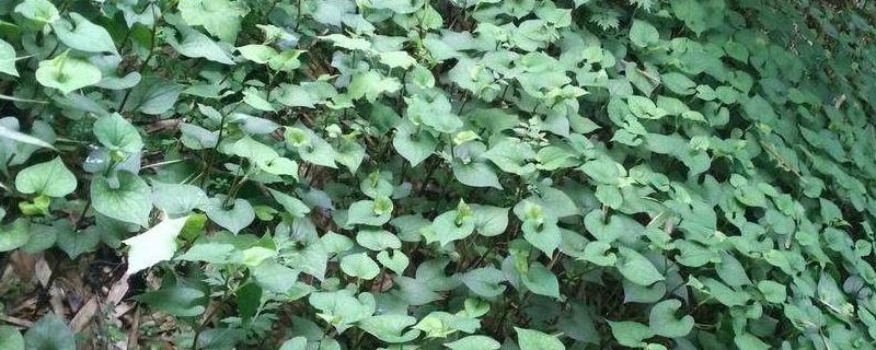 鱼腥草种20亩多少本钱，对土壤有什么要求