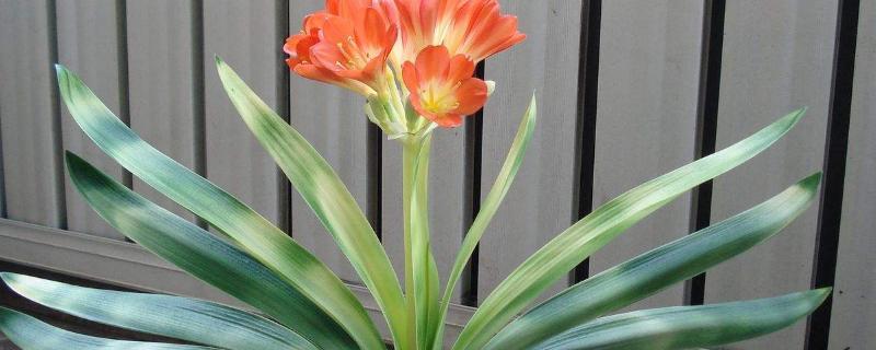 绿叶宝肥料使用方法，适合哪些花 绿叶宝肥料使用方法,适合哪些花草