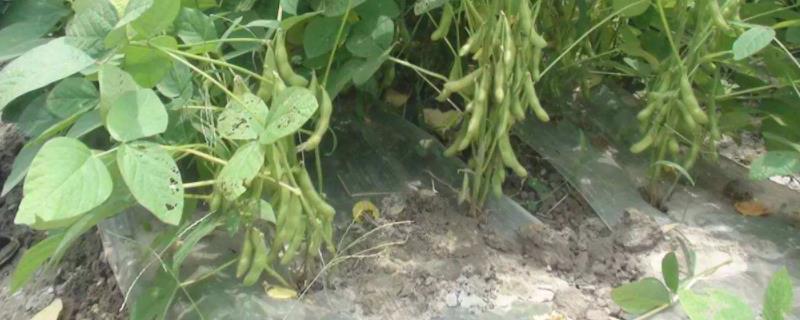 夏收作物有哪些 秋种夏收的什么作物