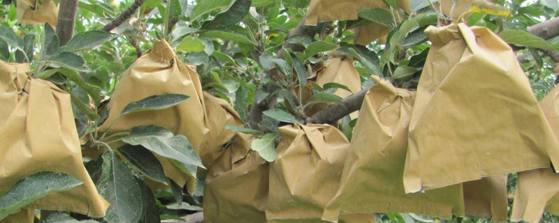 苹果套袋能到什么时候就不能套了（苹果套袋最迟在什么时候）