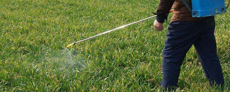 百草枯打在草上多久就没毒了（打了百草枯草多久枯）