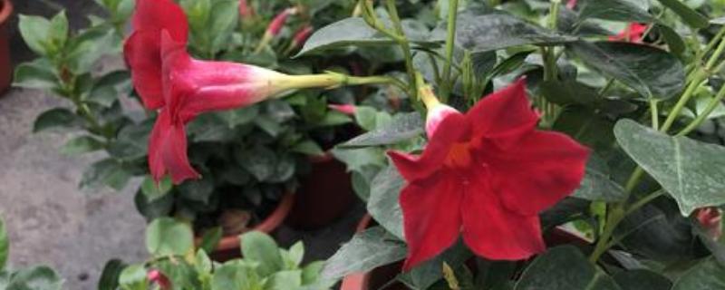 双喜藤的养殖方法和注意事项（双喜藤可以在室内养吗）