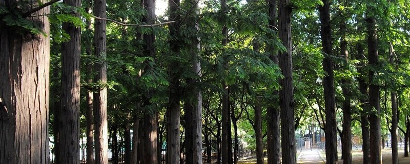 松材线虫病疫区和疫木管理办法（松材线虫病疫区和疫木管理办法2018）