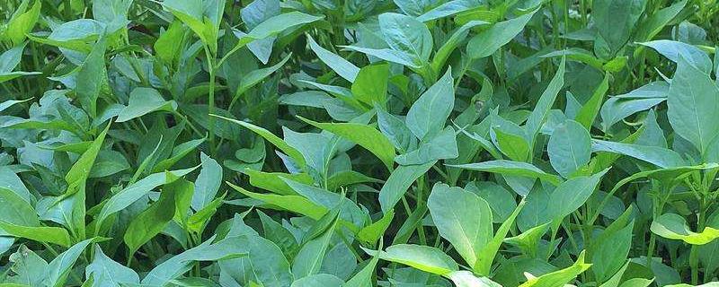 辣椒苗矮小用什么药长得快 辣椒小苗用什么肥料