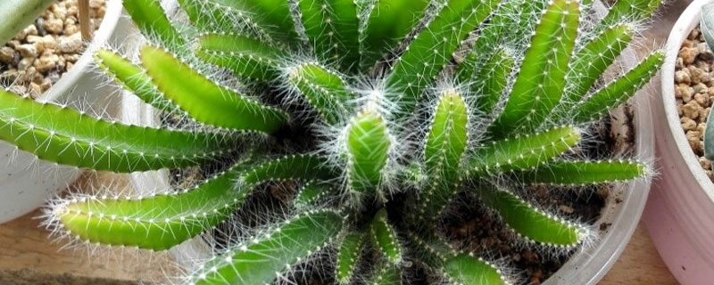 用火龙果种子种出来的苗可以结果吗? 用火龙果种子种的火龙果能结果吗