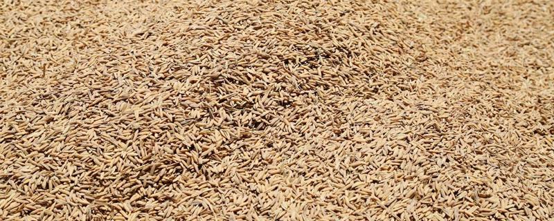 储藏稻谷生虫用什么药 储藏稻谷生虫用什么药多长时间能吃